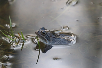 Frog in water at Cock Robin Wood