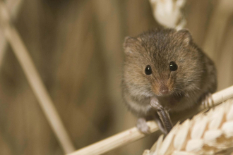 Harvest mouse Darin Smith