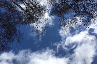 Looking past trees towards the sky and clouds