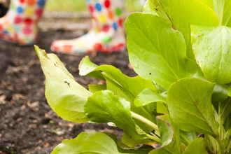 Tots wellies next to growing plant