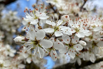 Wild cherry blossom