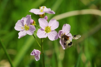 Cuckoo Flower and Pellucid Hoverfly