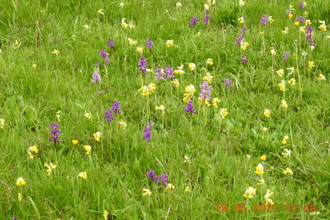 Early purple orchids in grass