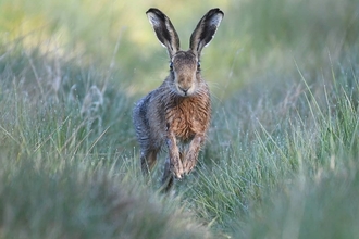 Hare