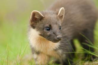 Pine Marten