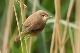 Bird perched on reeds
