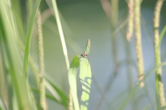 Damselfly on a leaf stem