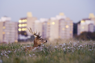 Deer and flats