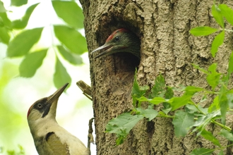 Green Woodpecker