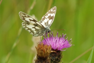 Marbled White on thistle