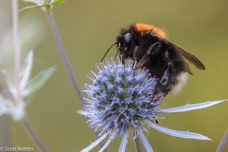 Bee by Scott Bottles