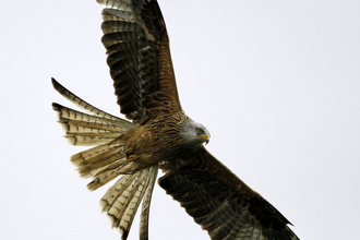 Red kite