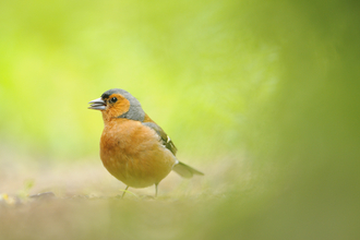 Chaffinch - Fergus Gill