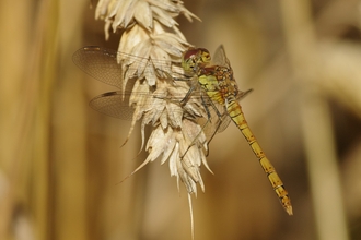 Common darter dragonfly on a frond of barley or similar