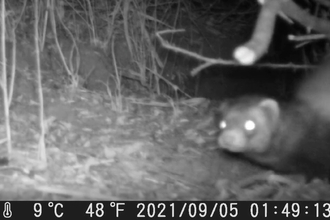 Polecat on Trailcam