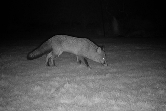 Fox on trail cam