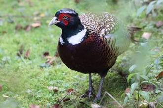 Pheasant