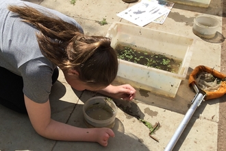 Pond dipping