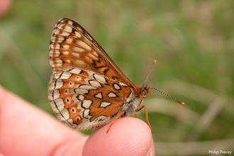 Marsh Fritillary on Finger