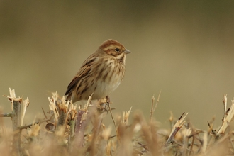 Reed Bunting