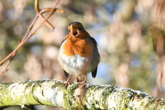 Robin singing