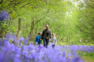 Bluebell Woods