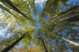 Woodland canopy