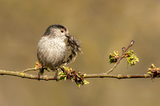 Long Tailed Tit feathering the nest