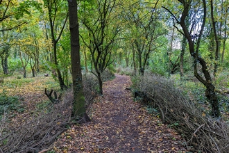 Cock Robin Wood after woodland management