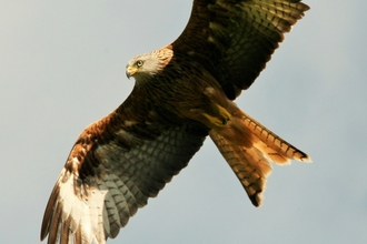 Red kite