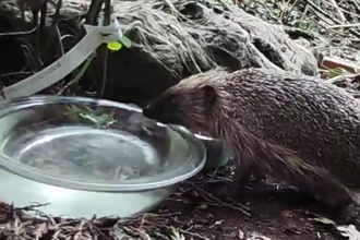 Hedgehog drinking water