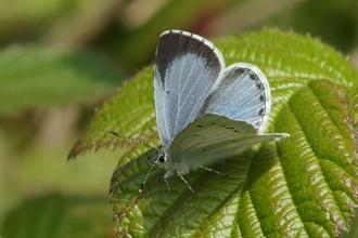 Holly Blue