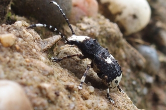 Bird-dropping Weevil