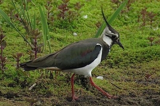 Lapwing