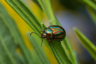 A shiny green and red rosemary beetle