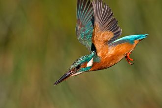 A kingfisher plunges down towards the water, its bright turquoise and orange colours glowing in the sunlight