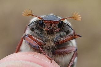 Common Cockchafer