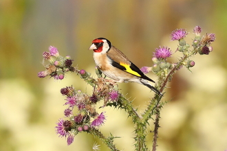 Goldfinch on thistle
