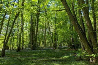 Piles Coppice woodland