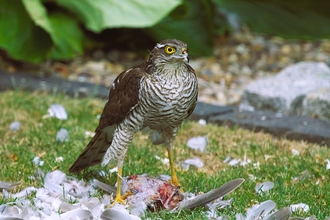 Sparrow hawk by Len Gale