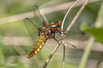 Broadbody chaser female