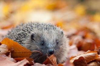 Hedgehog in autumn leaves