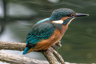 Kingfisher 