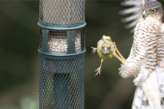 Sparrowhawk catching greenfinch