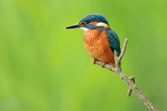 Lone Kingfisher