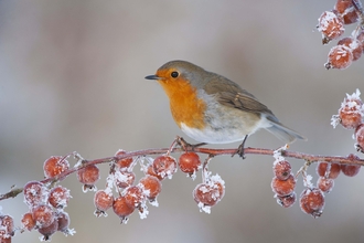 Robin in frost with berries