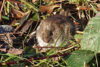 Field vole