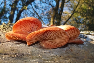 Wrinkled Peach Fungi 
