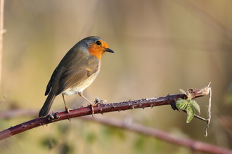 Robin by Roy Holloway