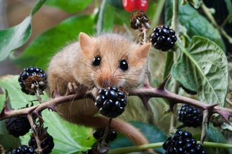 Dormouse with blackberries